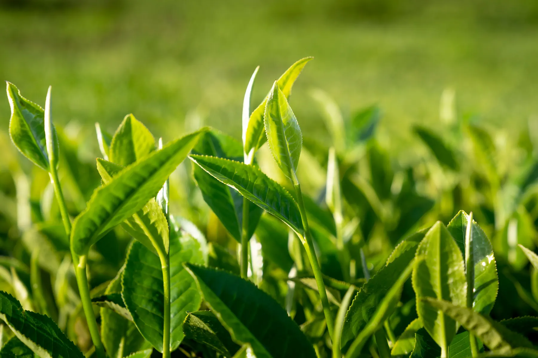 Green tea leaf, the source of the catechins and EGCG in SlimSet